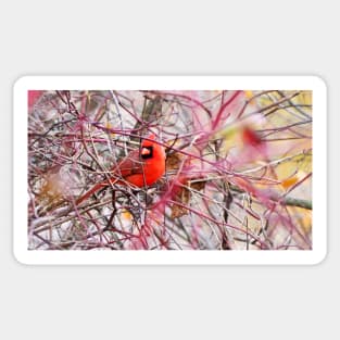 Northern Cardinal Hiding In A Bush Sticker